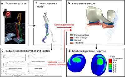 Signatures of disease progression in knee osteoarthritis: insights from an integrated multi-scale modeling approach, a proof of concept